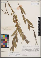 Foto von Salix excelsa S. G. Gmel.